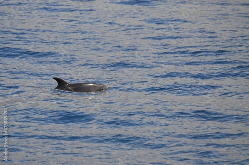 Wild delphins near Tenerife swimming © Denise Serra