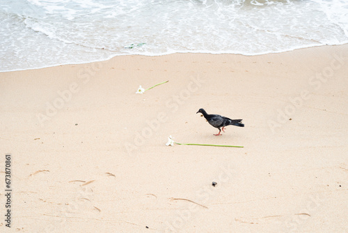 Pigeon walking on the beach sand.