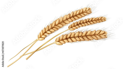 High Quality Transparent Wheat Ear Image