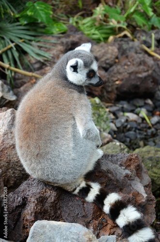Ring-tailed lemur in jungle park at Tenerife, Canary Islands, Spain.