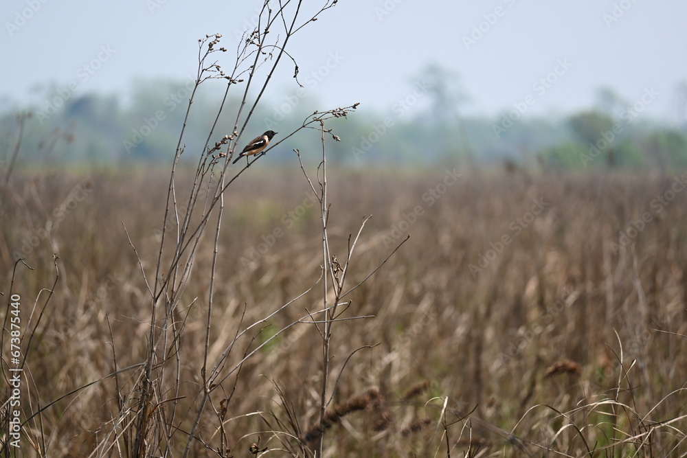 Obraz premium A Siberian stonechat bird is seen in the wild