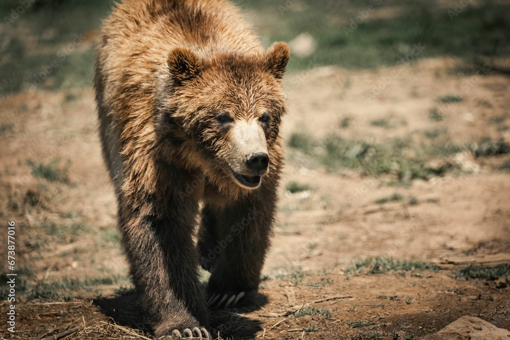 Brown Kodiak bear walking along a muddy area with grass