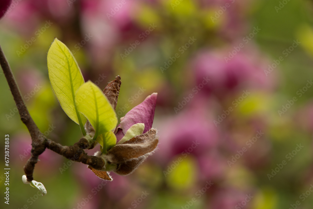 Beautiful magnolia tree blossoms in springtime. Jentle magnolia flower against sunset light. Romantic creative toned floral background. Beautiful magnolia tree blossoms in springtime. Jentle magnolia flower against sunset light. Romantic creative toned floral background.