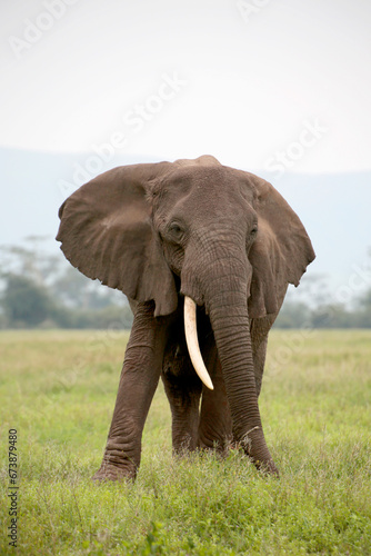 Afrikanische Elefant (Loxodonta africana) Bulle, Männchen mit langen Stoßzähnen in der Steppe, Kenia, Ostafrika