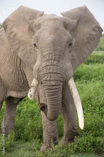 Afrikanische Elefant  Loxodonta africana  Bulle  M  nnchen mit langen Sto  z  hnen in der Steppe  Kenia  Ostafrika