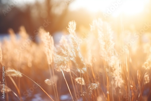 Defocused forest or park with wild grass and sun beams. Beautiful winter natural background 