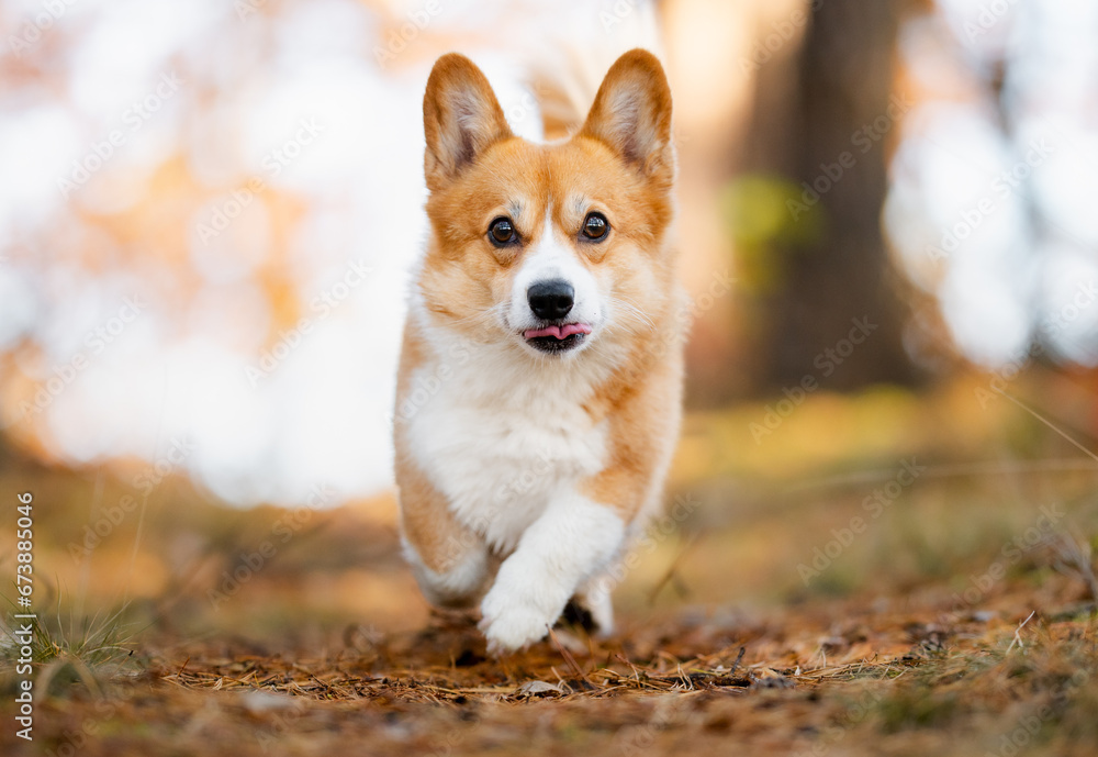 Happy welsh corgi Pembroke running in a forest Happy welsh corgi Pembroke running in a forest