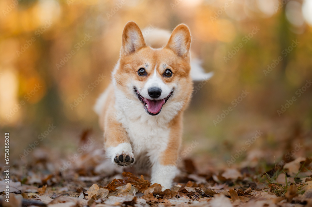 Happy welsh corgi Pembroke running in a forest Happy welsh corgi Pembroke running in a forest