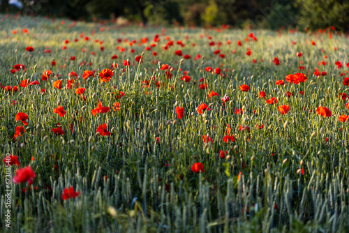 Beautiful red poppies at sunset. Field with blooming poppies. Green stems and red flowers. Beautiful field with poppies at sunset. The rays of the sun illuminate the blooming, red poppies. © zlatoust198323