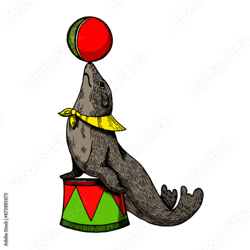 Circus seal with ball engraving sketch hand drawn color vector illustration. Scratch board style imitation. Hand drawn image.