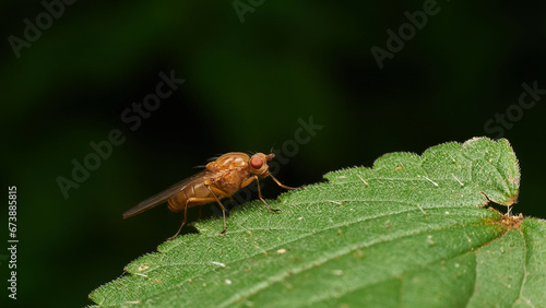 Fly of the Dryomyzidae family - sitting on a leaf