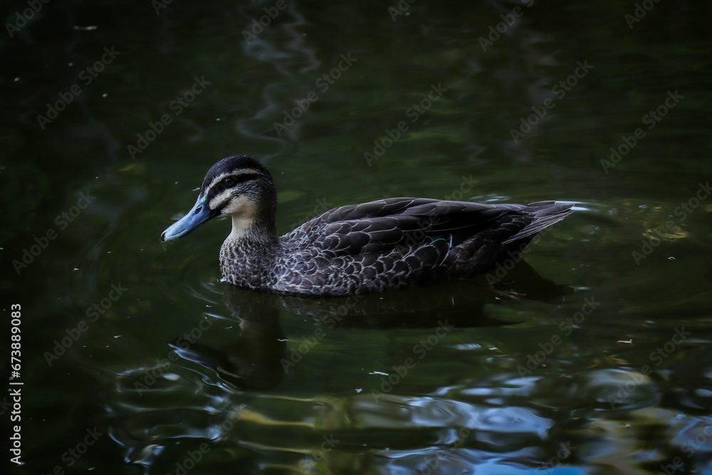 Fototapeta premium Duck swimming in the lake