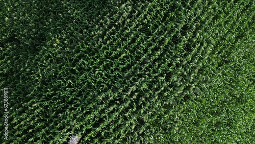 Textura verde de maiz, toma aerea  photo