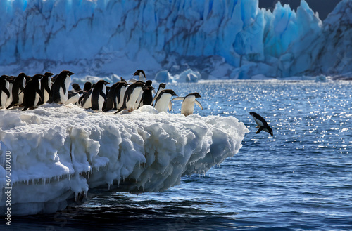 Group of Adelie Penguins (Pygoscelis adeliae) in Antarctica