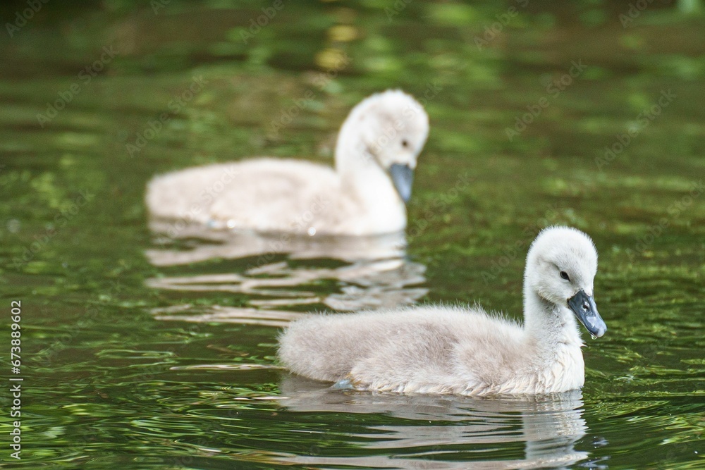 Flock of cygnets swimming in the tranquil waters of Crime Lake