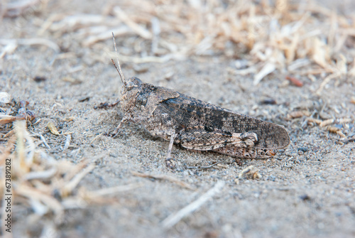 A wonderful example of mimicry of a gray grasshopper sitting on the sand among dry grass.