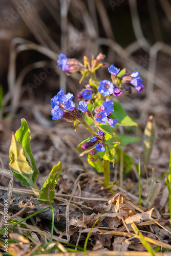 Blue lungwort flowers on a blurred background. Pulmonaria plant close-up.
