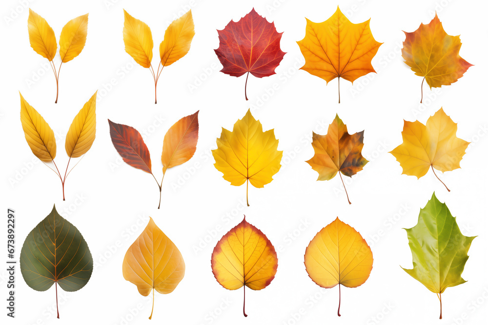 Obraz premium Collection of various types of autumn leaves Isolated on a white background.