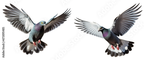 Flying pigeon isolated on transparent or white background, PNG photo