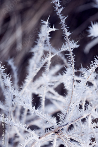 Autumn branches with hoar frost in the rays of the rising sun