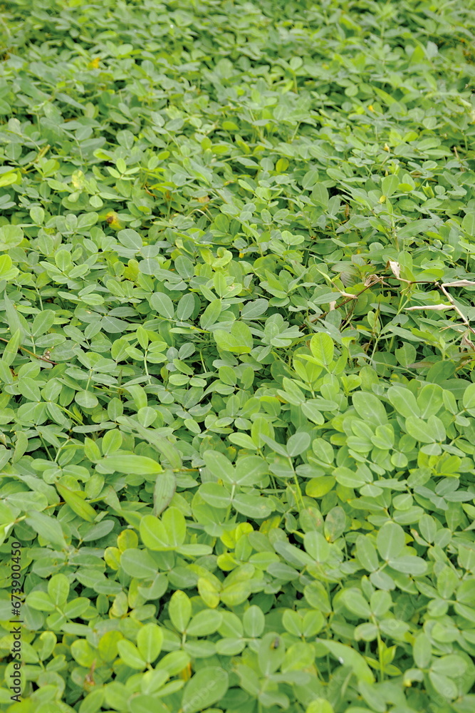 Green leaves background. Green leaves texture. Green leaf texture background Green leaves background. Green leaves texture. Green leaf texture background