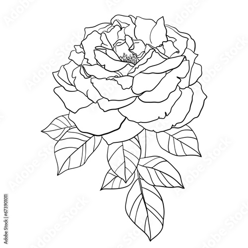 Vector Outline Drawing of a Flower