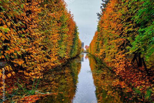 Autumn alley with yellow leaves in the public park in Gdansk Oliwa  Poland