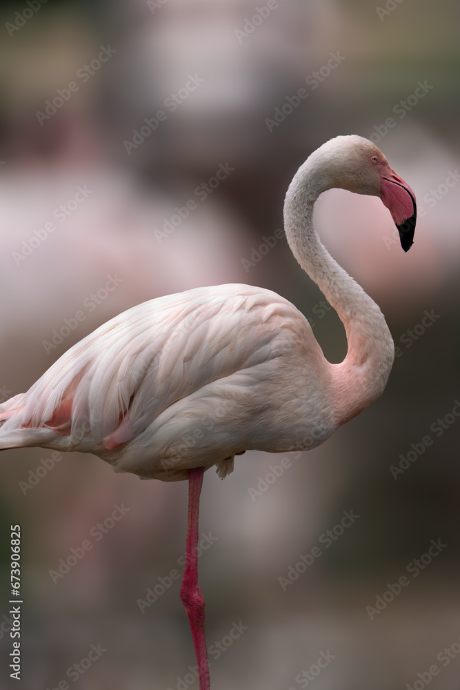 Fototapeta premium Flamingo