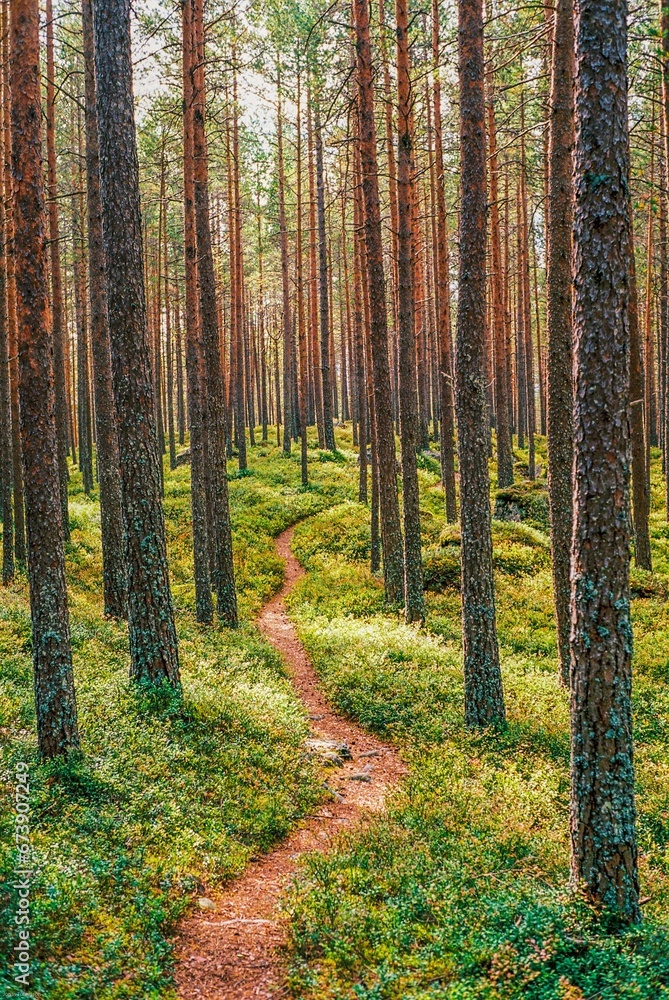 A beautiful trail cutting thru a magical forest in Norway, Scandinavia