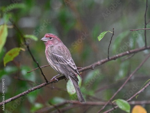 Small House Finch bird perched on the branch of a mature tree, looking off into the distance