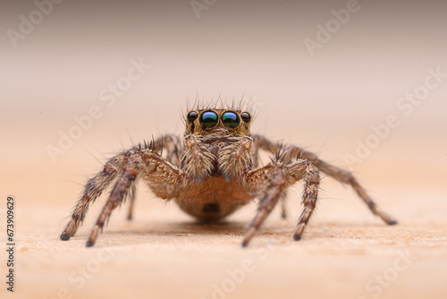 A macro image of a jumper spider, showcasing glistening eyes and intricate hairs, against a gentle brown gradient, revealing nature's artistry