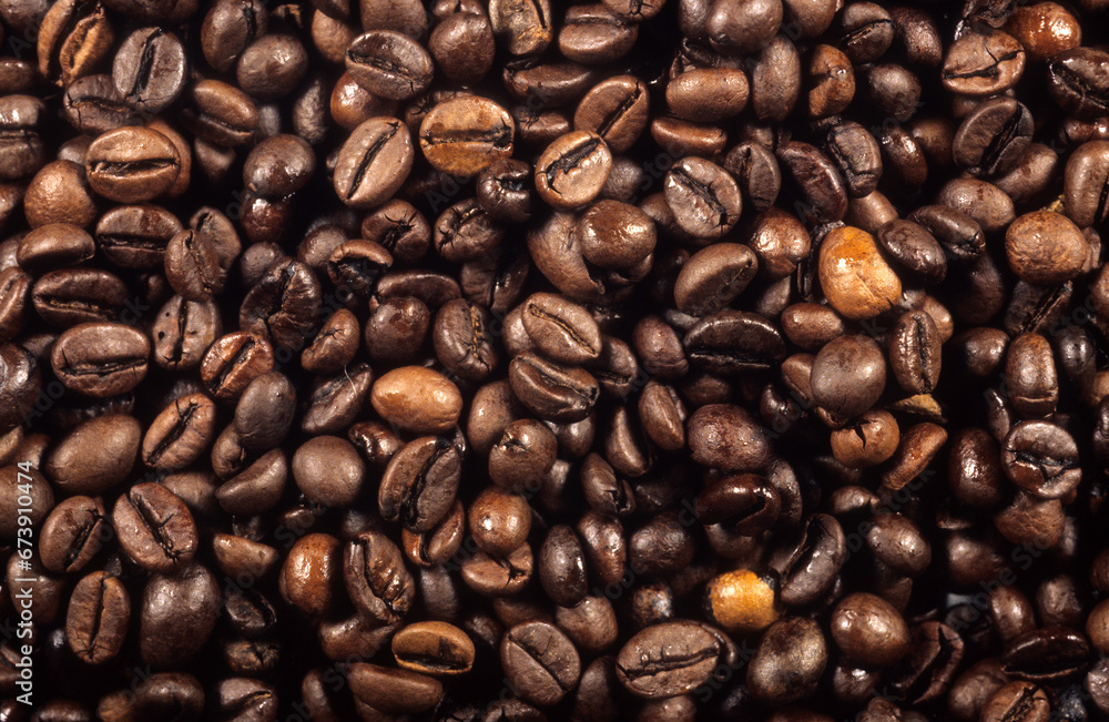 Fototapeta premium Coffea arabica, Cafier