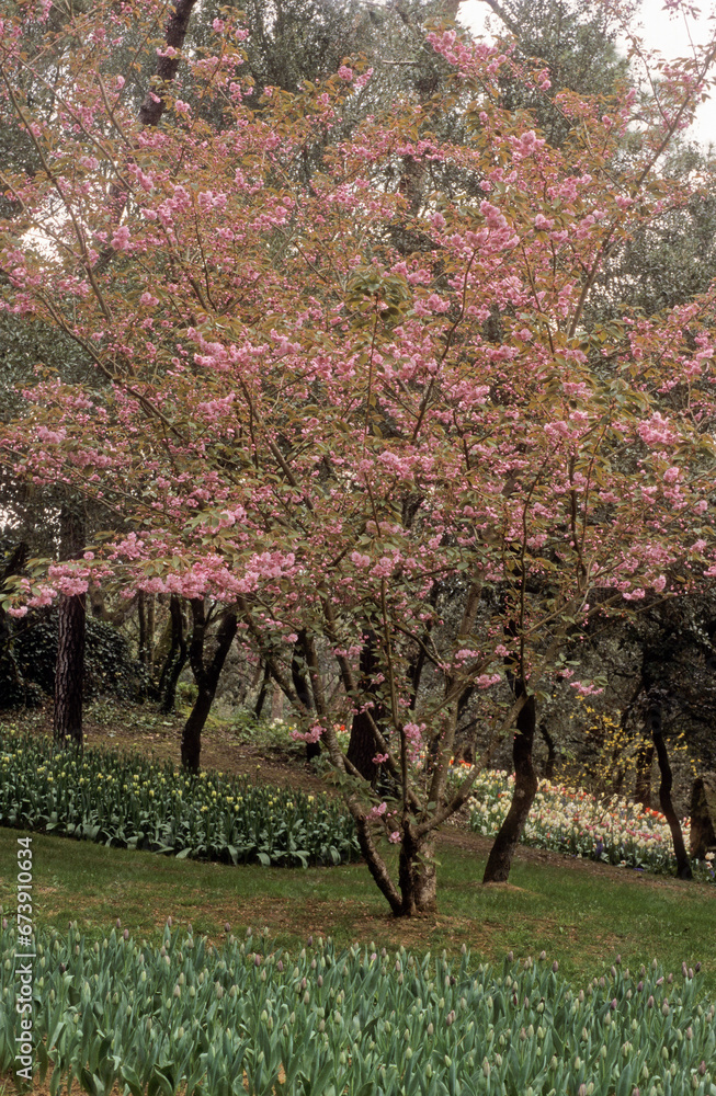 Fototapeta premium prunus speciosa, prunus japonica, Cerisier japonais