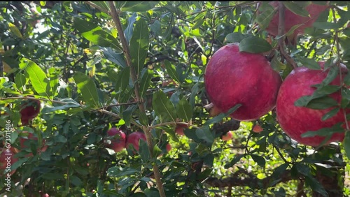 Pomegranate garden. Ripe red pomegranate fruit on tree branch. Ripe pomegranate fruits on a pomegranate tree in a garden, summer time.