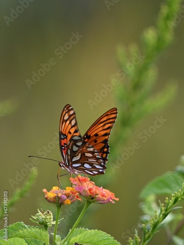 Vibrant Viceroy butterfly perched atop a blooming flower