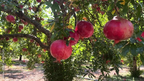 Ripe pomegranate fruits on a pomegranate tree in a garden. Ripe pomegranate fruits hanging on a tree branch in the garden. Pomegranate production and agriculture. photo
