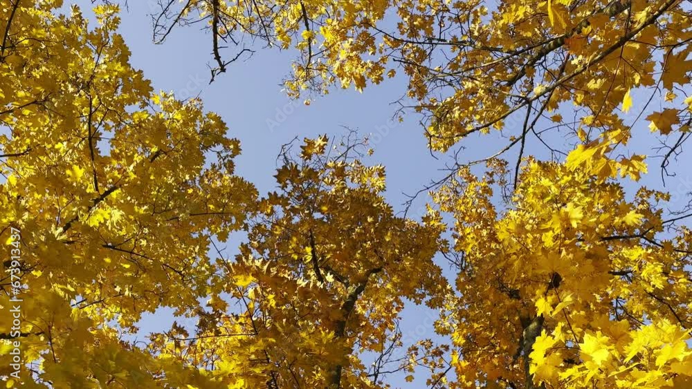View to tree tops with golden with blue sky at background. Crowns of plants with lush yellow foliage in autumn forest at sunny day. Beautiful colorful fall season. Rotation shot Slow mo View to tree tops with golden with blue sky at background. Crowns of plants with lush yellow foliage in autumn forest at sunny day. Beautiful colorful fall season. Rotation shot Slow mo