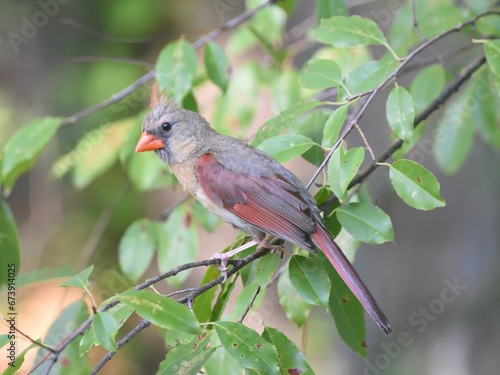 Female northern cardinal perched atop a leafy tree branch.
