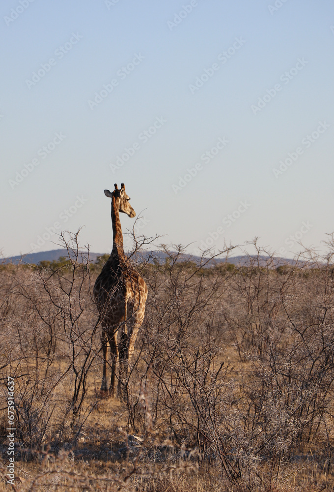 Girafe - Namibie 