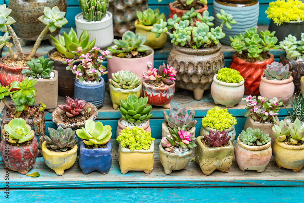 Fototapeta premium Miniature succulent cactus plants in the flower garden