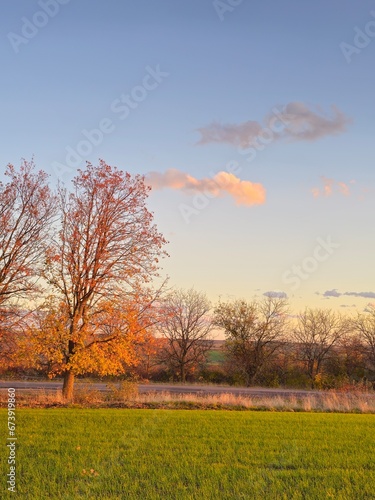 A tree in a field