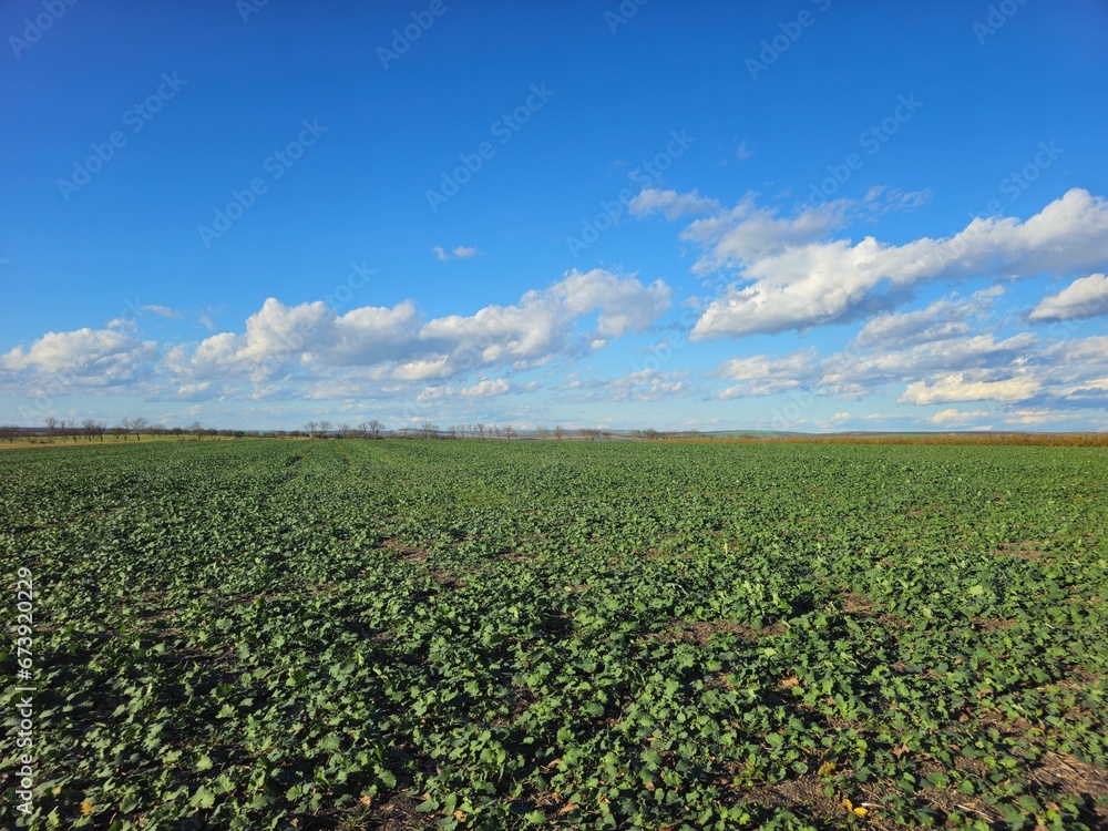 A field of crops A field of crops