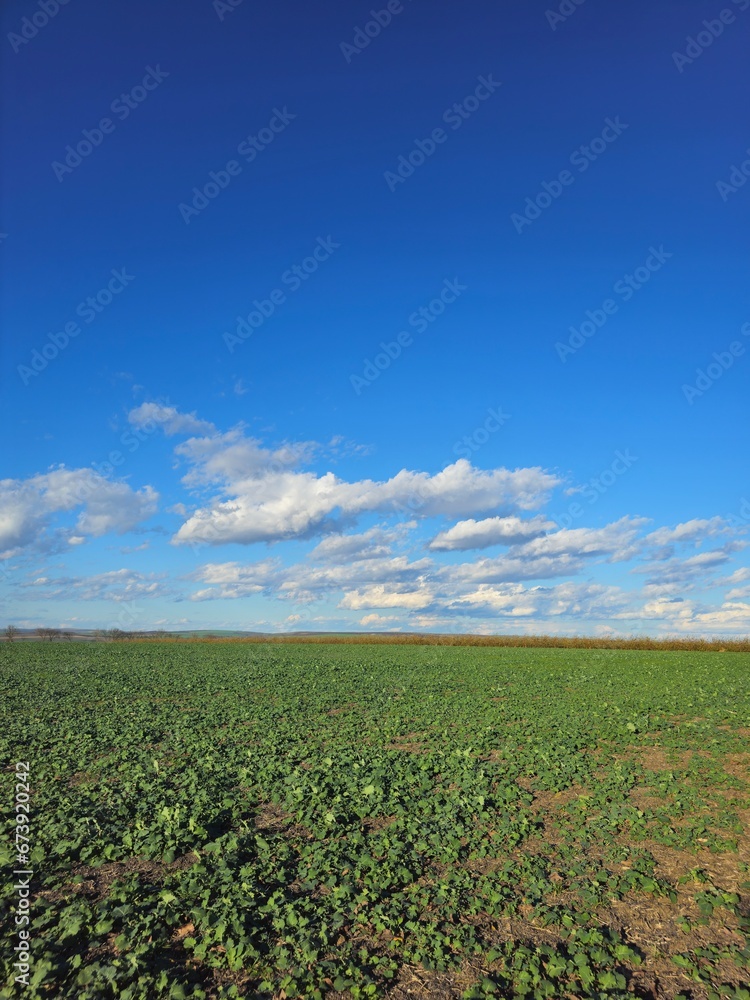 A field with grass and blue sky