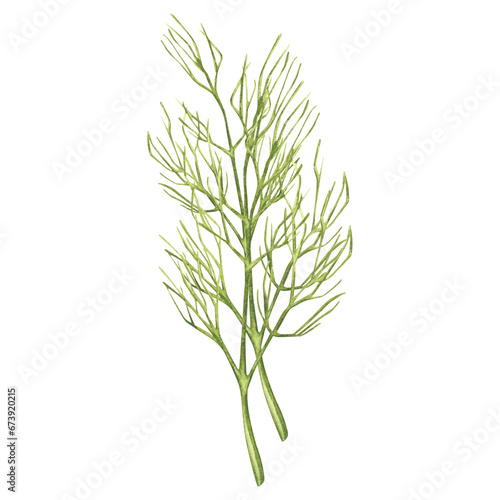 Dill branches. Harvest. Fragrant herbs for salads  soups. Illustration for design  print or background