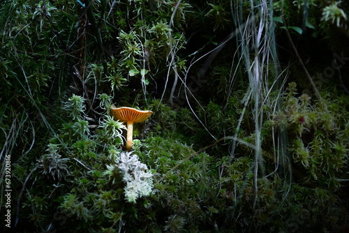 Pilz im Wald eingerahmt von Moos, wie im Märchen photo