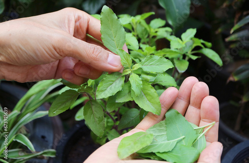 Hand Picking Holy Basil Leaves from Potted Plant for Cooking photo