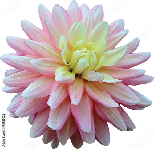 Dahlia Flower Clipart   Dahlia vector   wedding flower