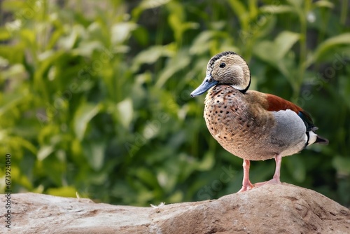 Ringed teal perched on a rocky outcrop in a rural landscape, surrounded by trees and foliage. photo