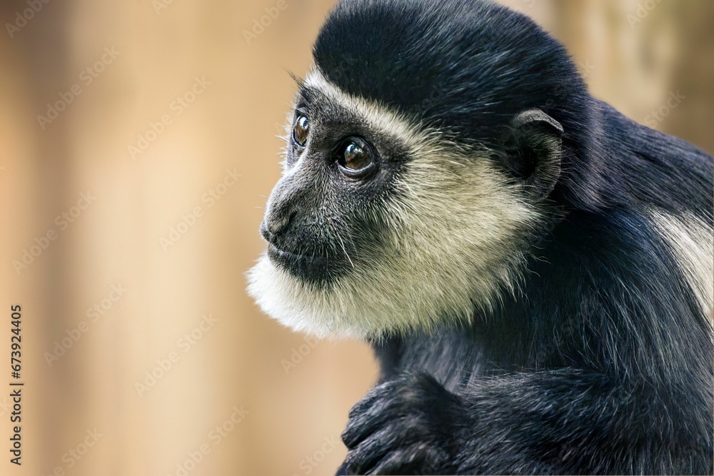 Obraz premium a monkey with a black coat and gray chest looks off into the distance