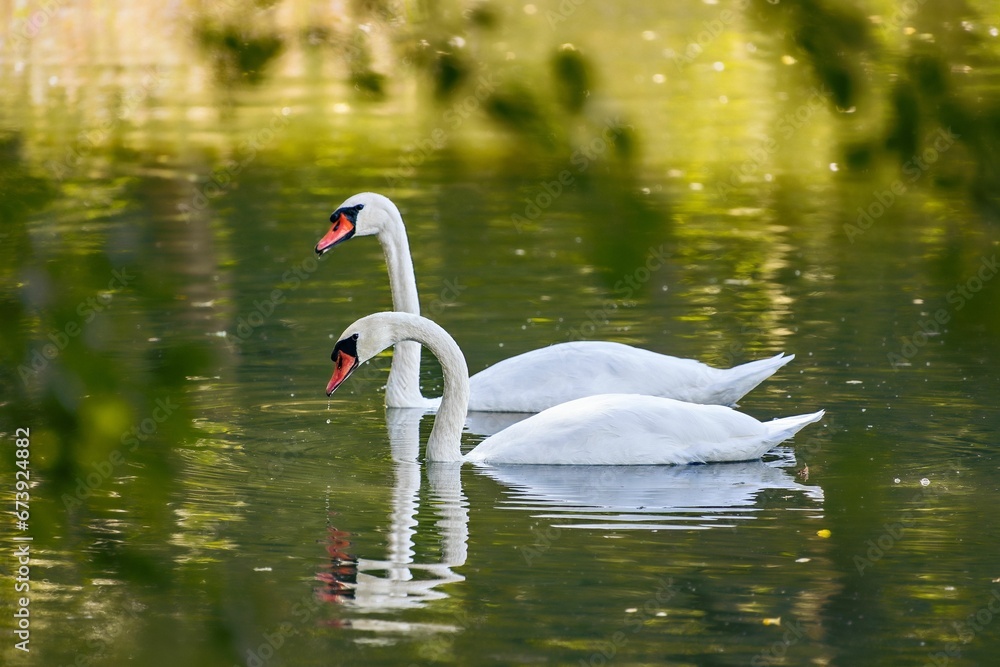 Fototapeta premium Tranquil lake scene featuring two majestic white swans gliding gracefully in a pond.